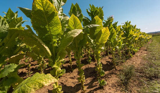 Qeveria ndryshon ligjin per duhanin vendas: Informaliteti 80 milion euro ne vit